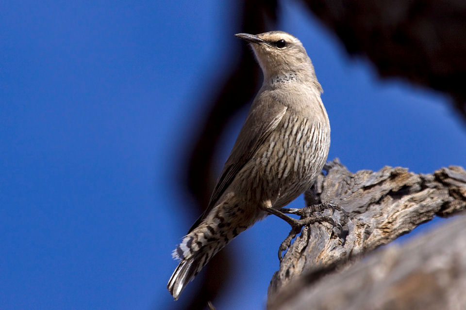 Brown Treecreeper (Climacteris picumnus)